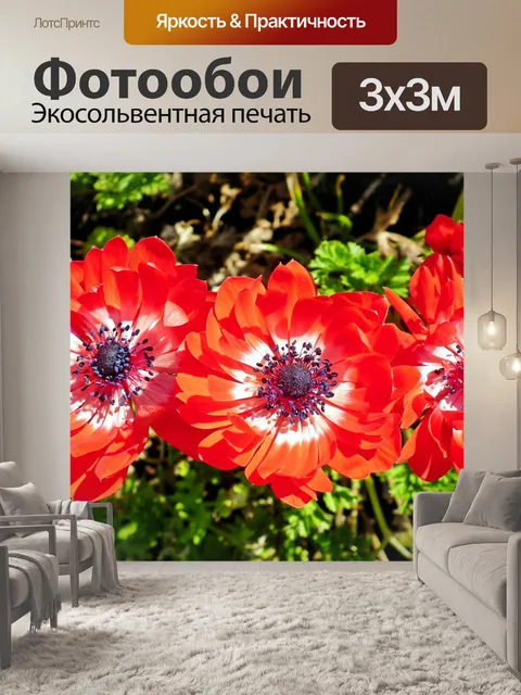Фотообои Анемоны