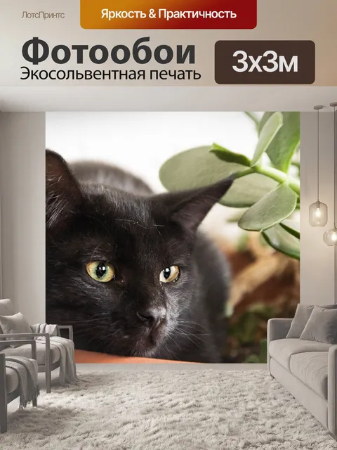 Фотообои Кошка