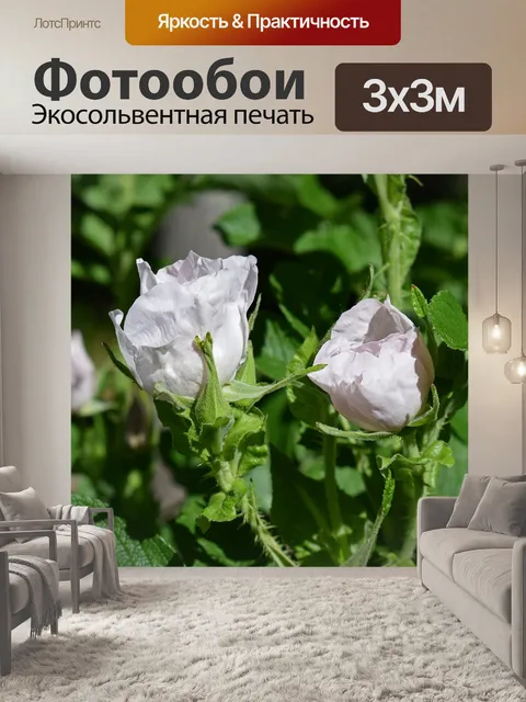 Фотообои Бледно-розовые розы