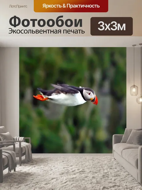 Фотообои Atlantic Puffin в полете