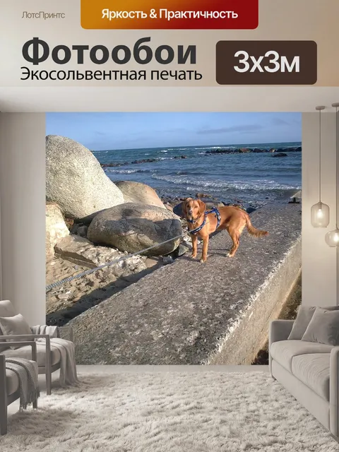 Фотообои Собака