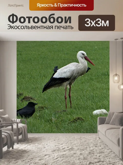 Фотообои Аист