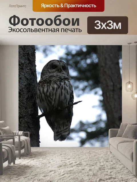 Фотообои Сова