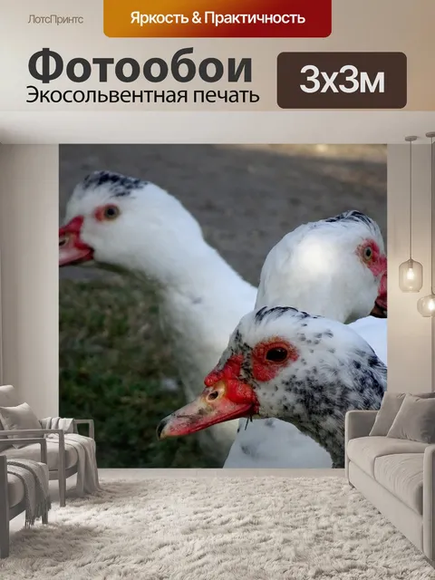Фотообои Утки
