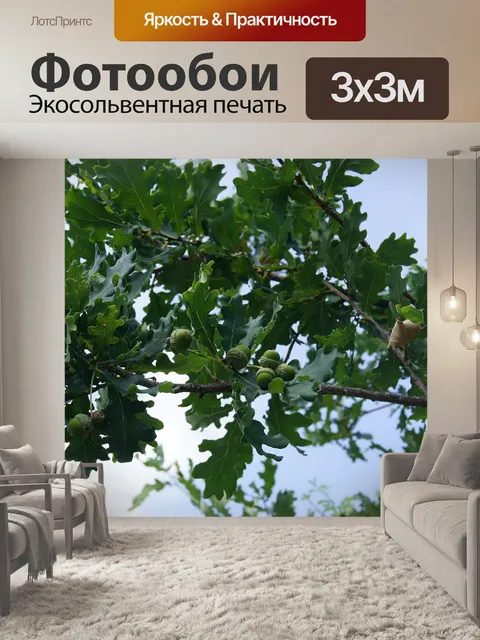 Фотообои Жёлудь