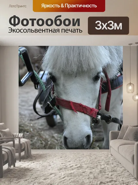 Фотообои Лошадь