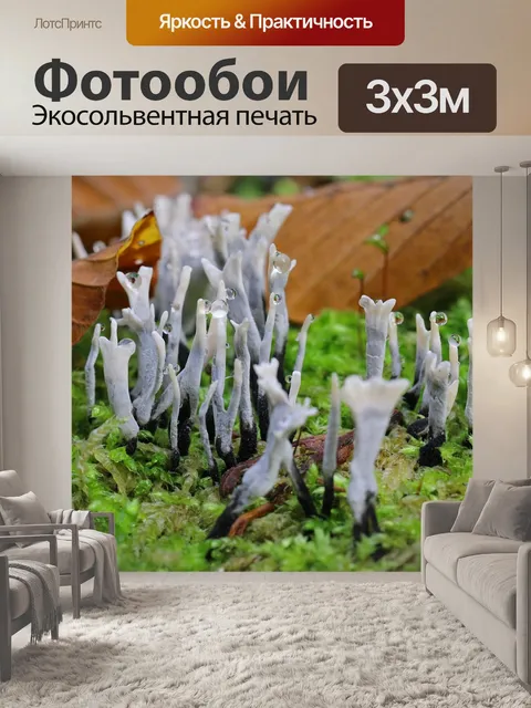 Фотообои Пень