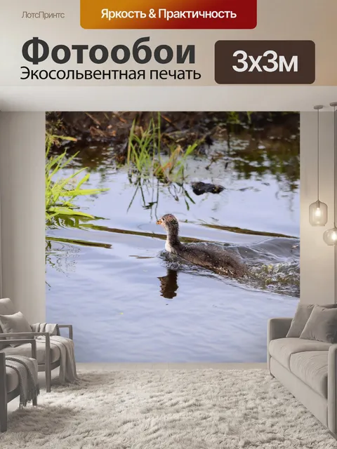 Фотообои Птицы