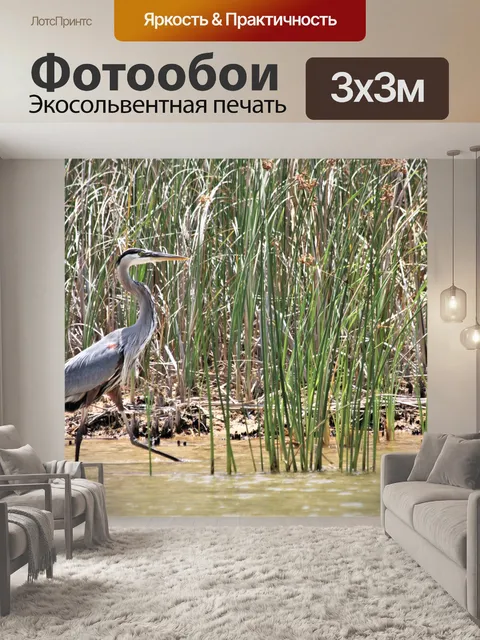 Фотообои Большая голубая цапля, бродящая в камыша