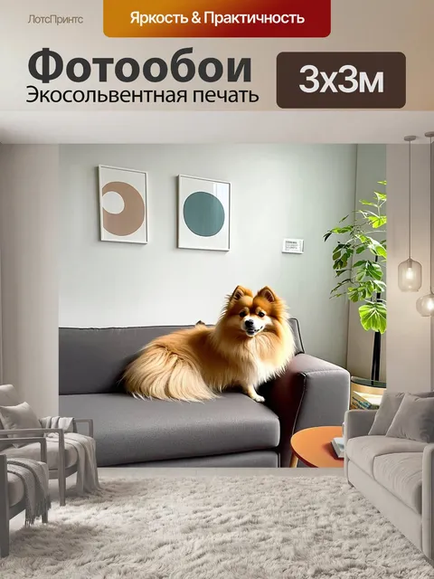 Фотообои чистопородный шпиц, уютно устроившийся на диване в современной квартире с минималистичным дизайном