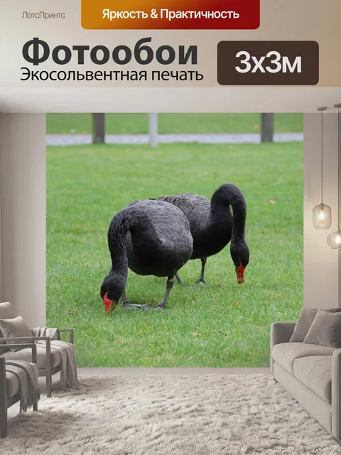 Фотообои Лебеди