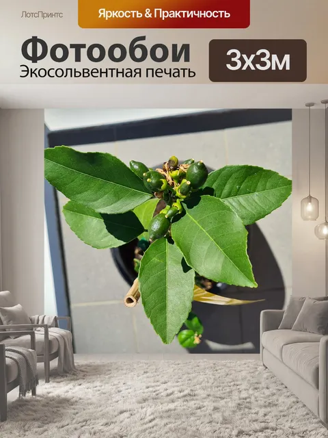 Фотообои Крошечные незрелые лимоны