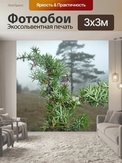 Фотообои Можжевельник в тумане