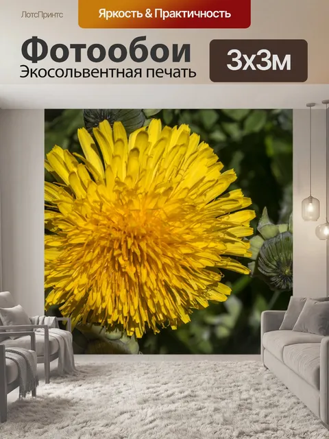 Фотообои Одуванчик