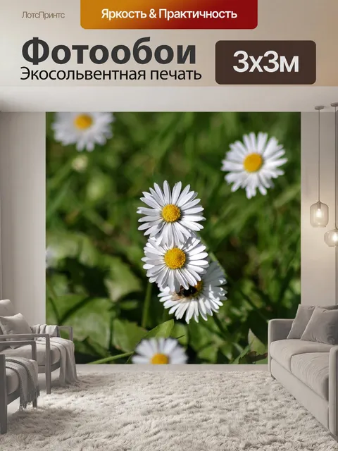 Фотообои Ромашки