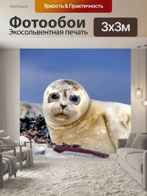 Фотообои Тюлень