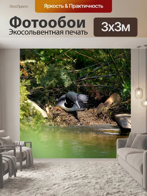 Фотообои Гагара