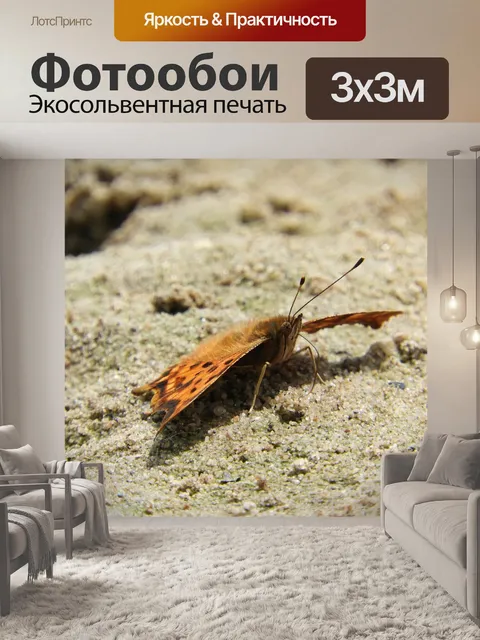 Фотообои Бабочка