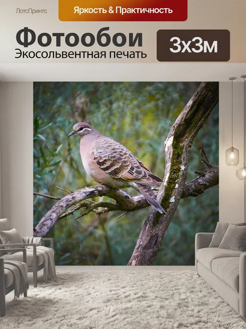 Фотообои Лесной голубь