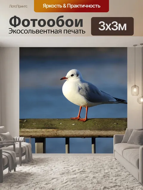 Фотообои Чайка