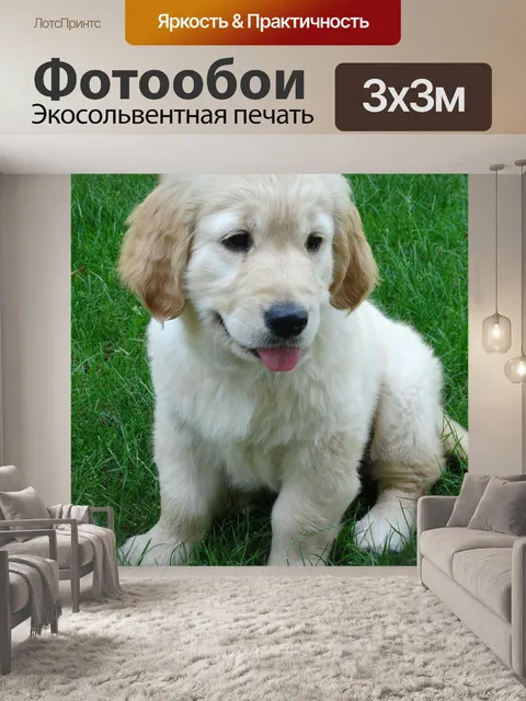 Фотообои Щенок
