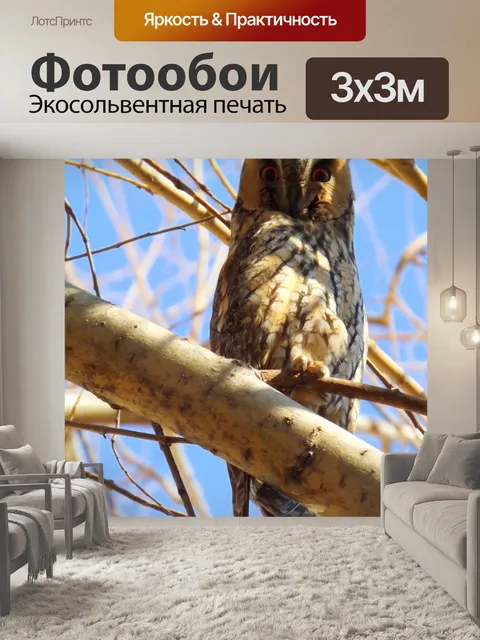 Фотообои Сова