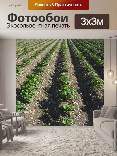 Фотообои Поля
