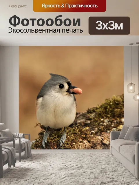 Фотообои Синица хохлатая с арахисом