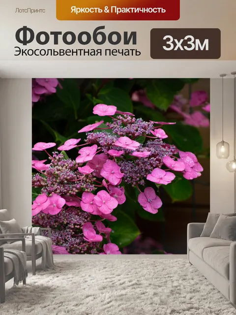 Фотообои Цветок, гортензия, розовый цветок
