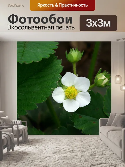 Фотообои Цветок