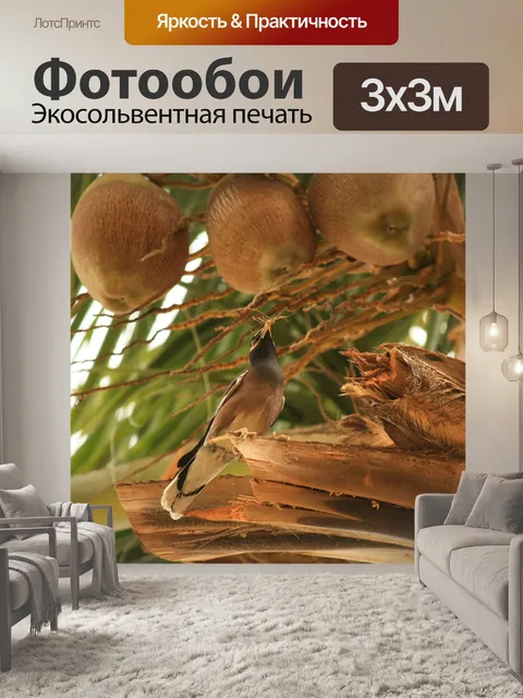Фотообои Кокосы