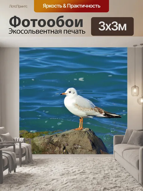 Фотообои Чайка
