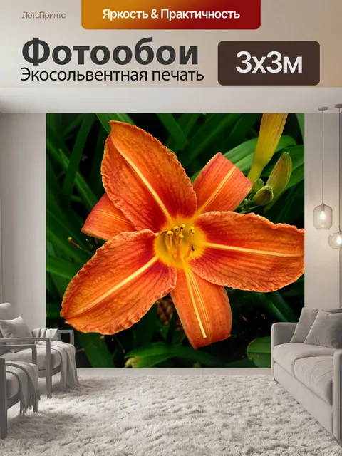 Фотообои Оранжевый цвет лилий