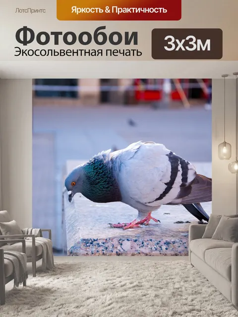 Фотообои Голубь