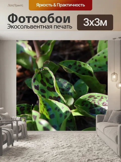 Фотообои солнечный свет на пятнистых листьях