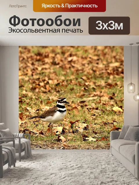 Фотообои Убийца в падении