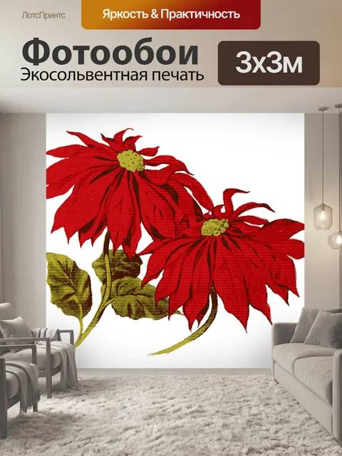 Фотообои Красная пойнсеттия Цветы Клипарт
