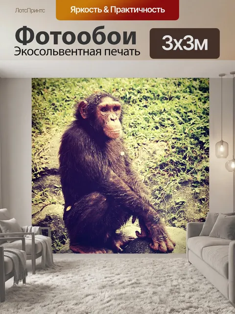 Фотообои Обезьяна шимпанзе в открытом зоопарке