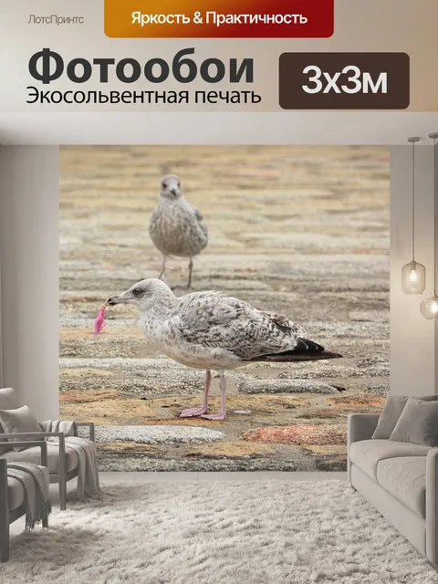 Фотообои Молодые чайки