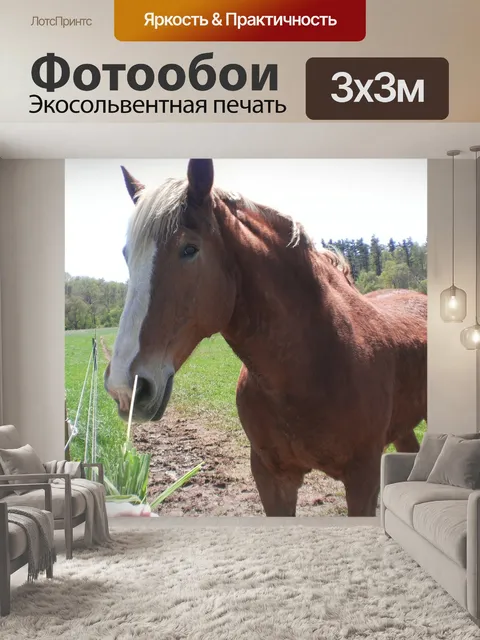 Фотообои Лошадь