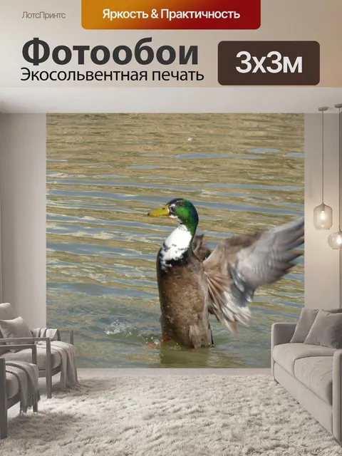 Фотообои Утка крыло