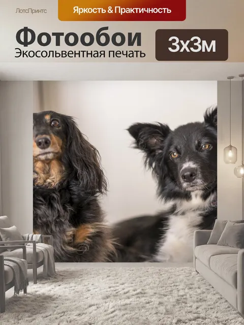 Фотообои Такса