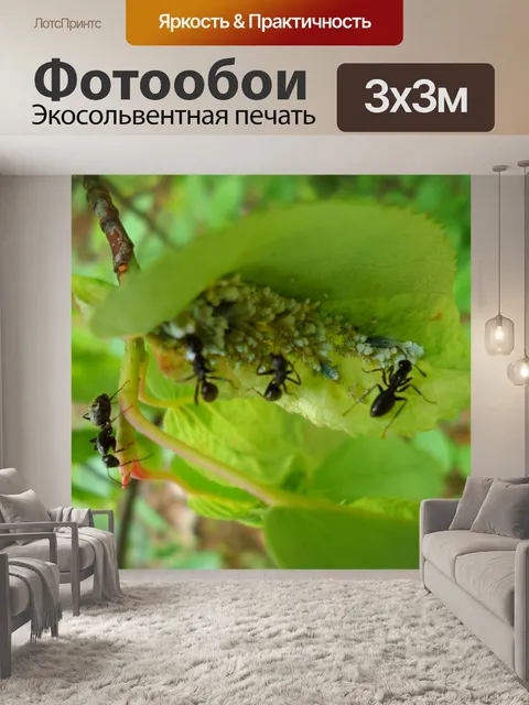 Фотообои Муравьи на листьях