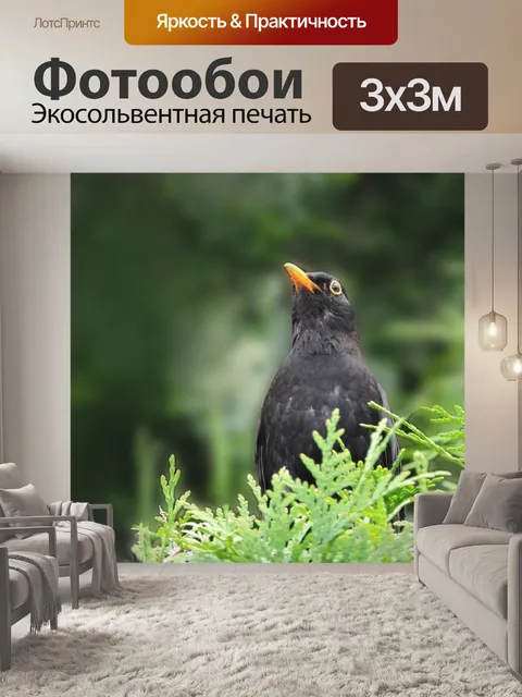Фотообои Черный дрозд