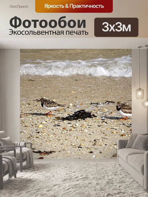 Фотообои Seabirds