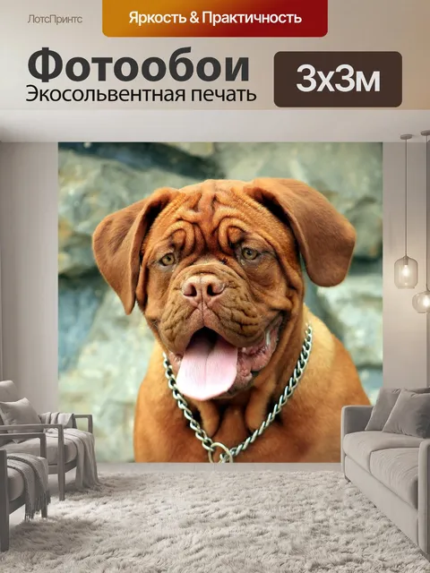 Фотообои Собака