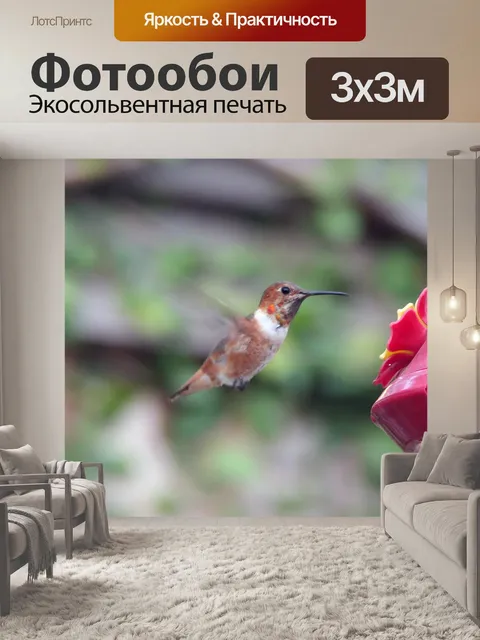 Фотообои Колибри