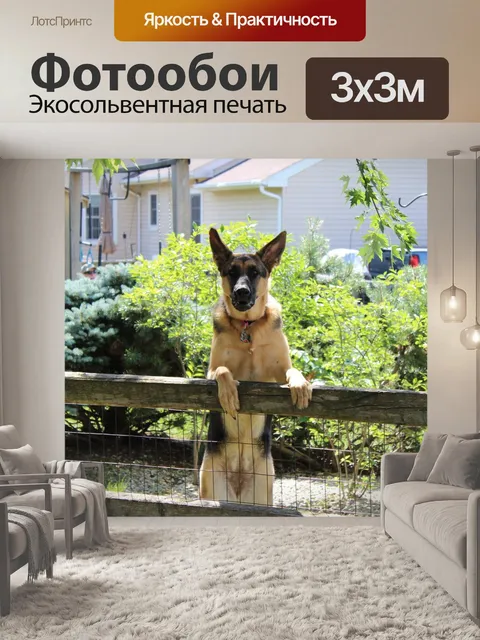 Фотообои Собака