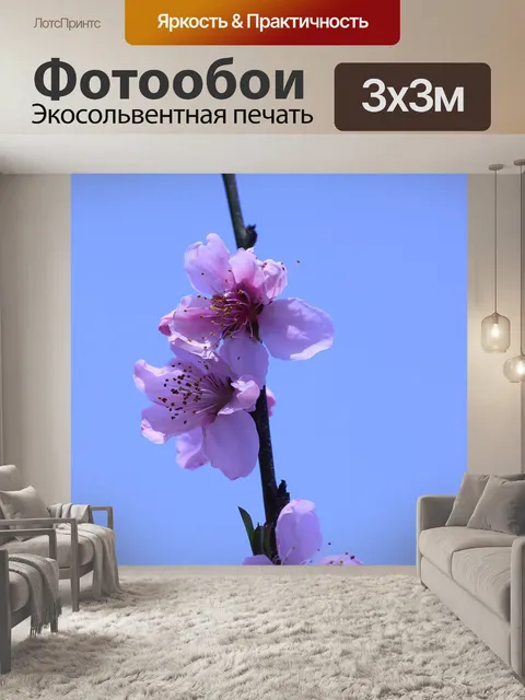 Фотообои Сакура