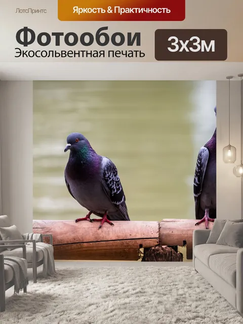 Фотообои Голубь